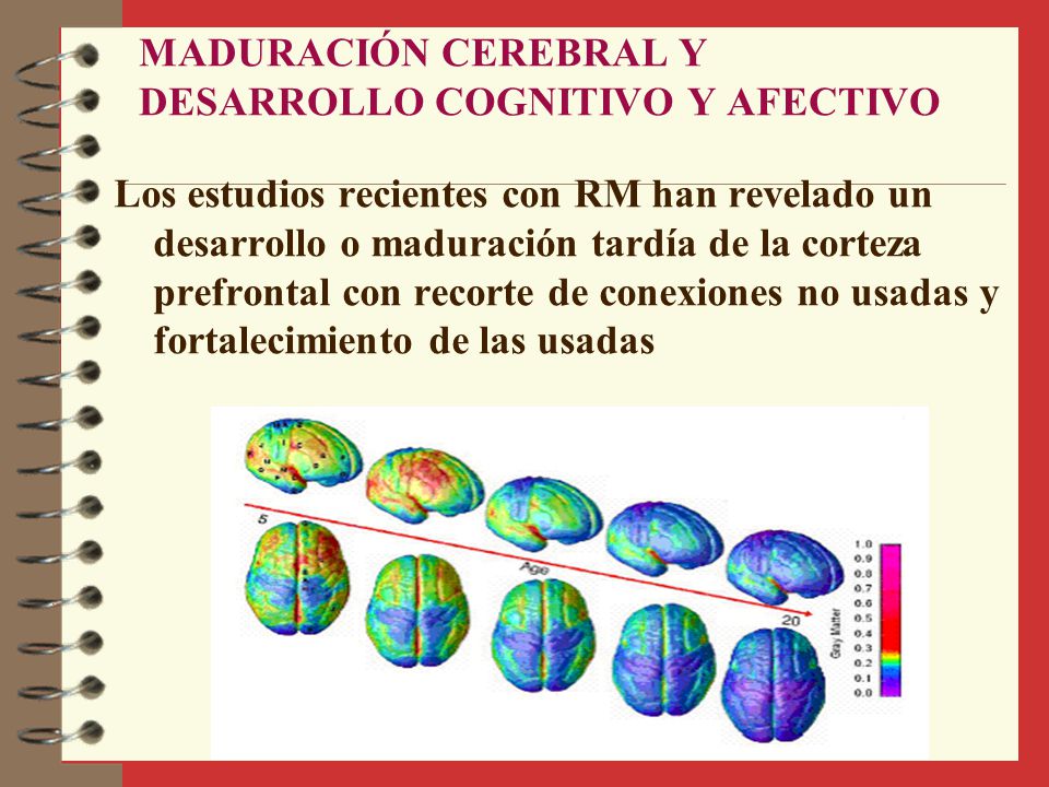 MADURACIÓN CEREBRAL Y DESARROLLO COGNITIVO Y AFECTIVO