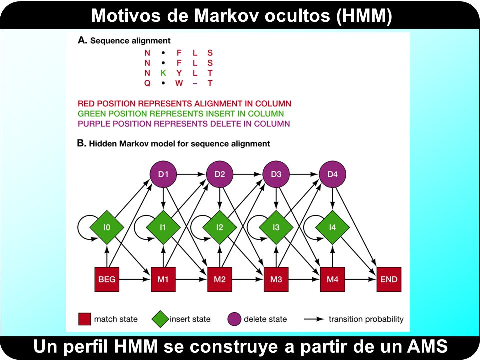 Un perfil HMM se construye a partir de un AMS
