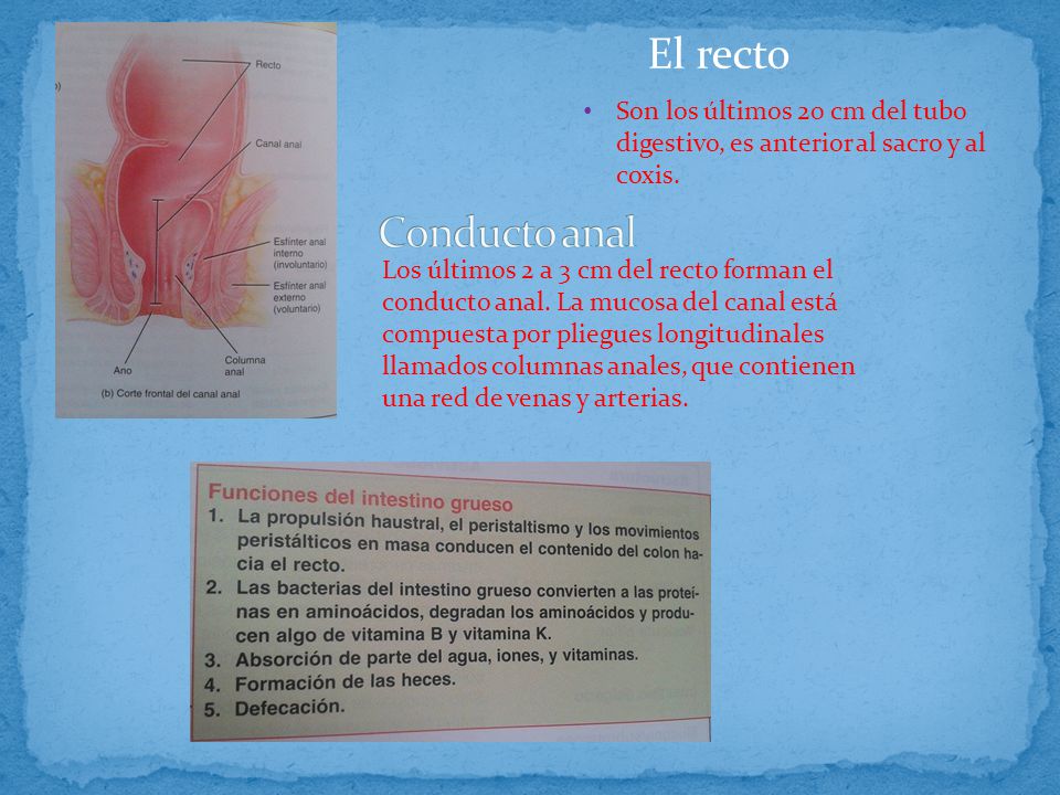 El recto Son los últimos 20 cm del tubo digestivo, es anterior al sacro y al coxis. Conducto anal.
