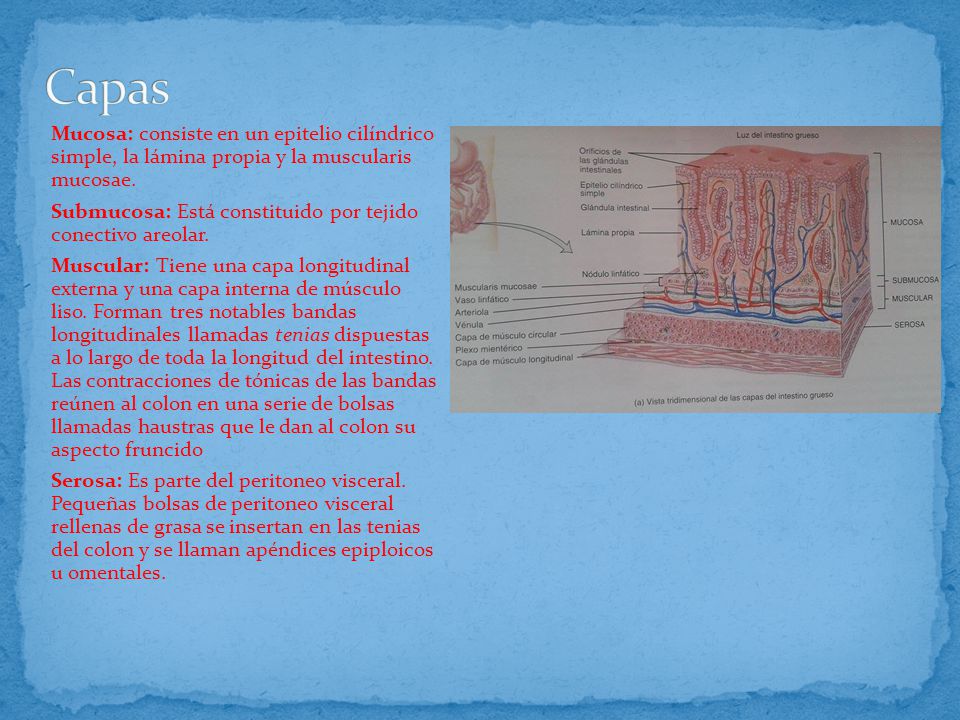Capas Mucosa: consiste en un epitelio cilíndrico simple, la lámina propia y la muscularis mucosae.