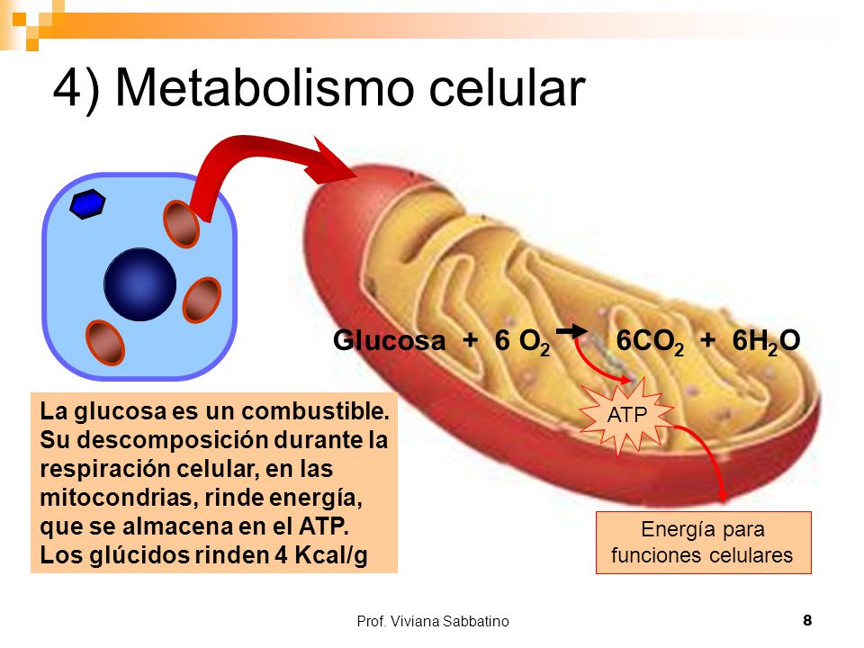 4) Metabolismo celular Glucosa + 6 O2 6CO2 + 6H2O
