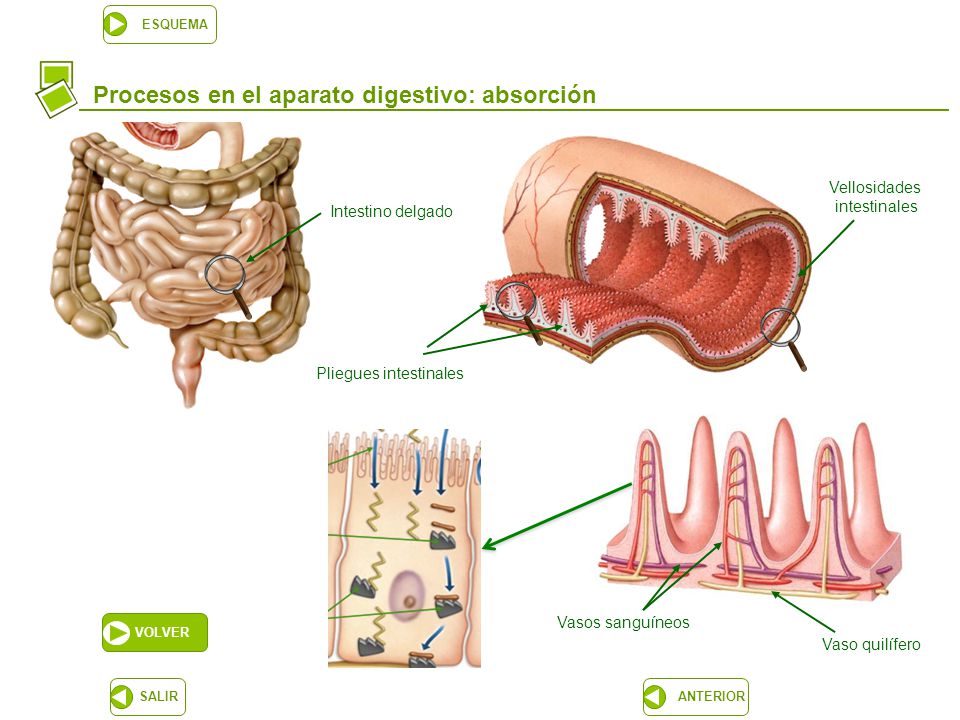 Procesos en el aparato digestivo: absorción