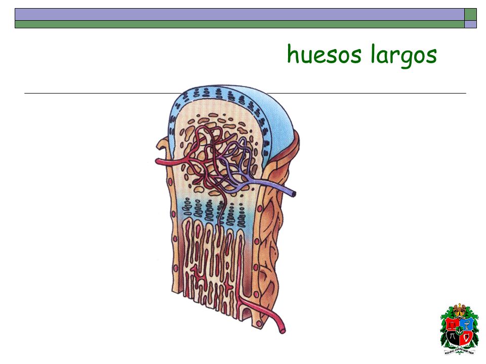 huesos largos