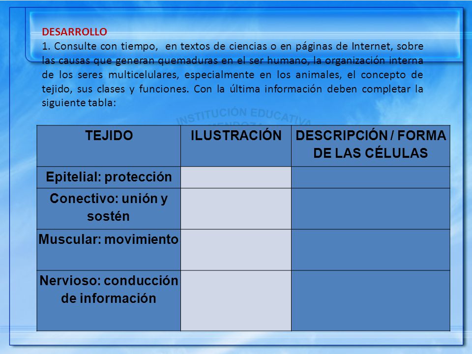 DESCRIPCIÓN / FORMA DE LAS CÉLULAS