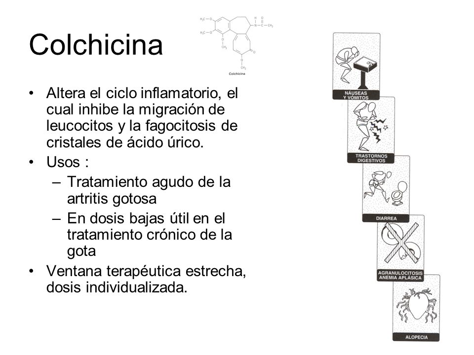 Colchicina Altera el ciclo inflamatorio, el cual inhibe la migración de leucocitos y la fagocitosis de cristales de ácido úrico.