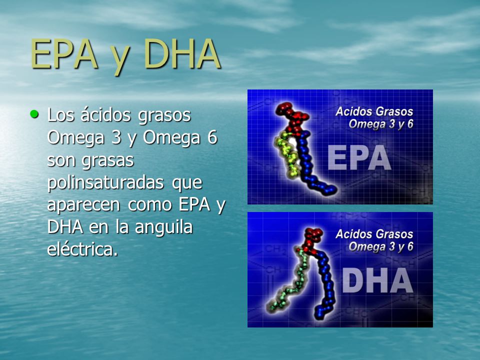 EPA y DHA Los ácidos grasos Omega 3 y Omega 6 son grasas polinsaturadas que aparecen como EPA y DHA en la anguila eléctrica.