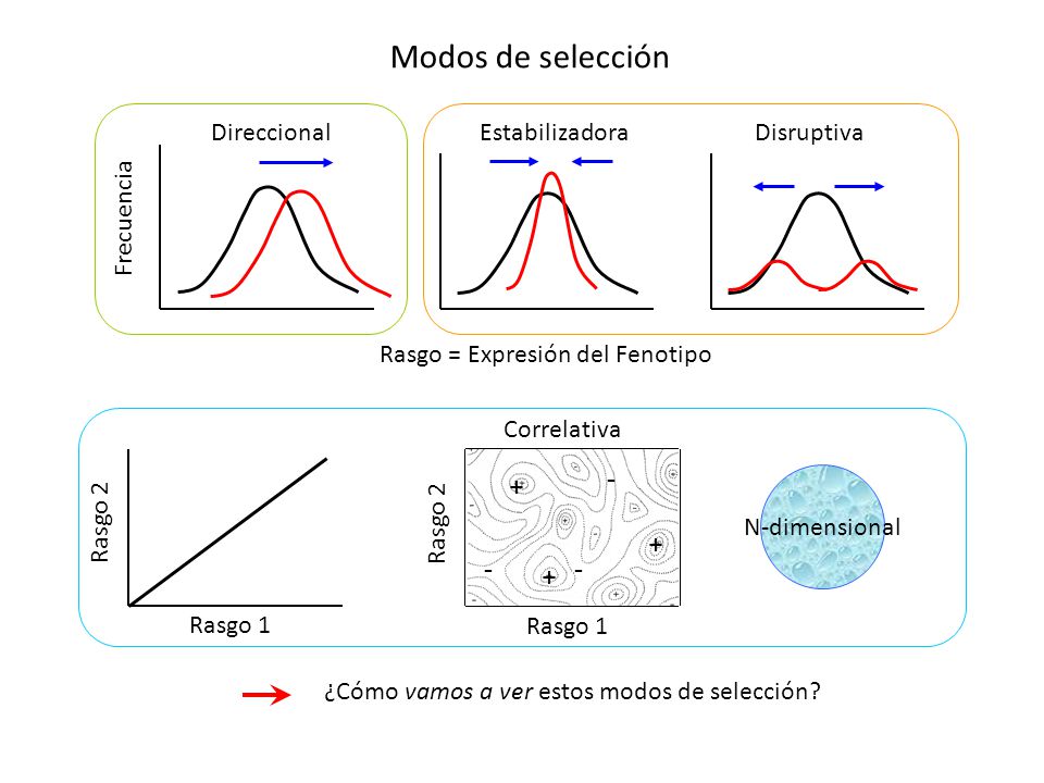 Rasgo = Expresión del Fenotipo