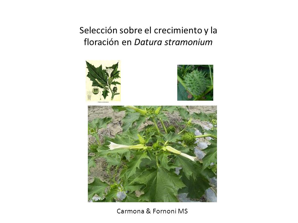 Selección sobre el crecimiento y la floración en Datura stramonium