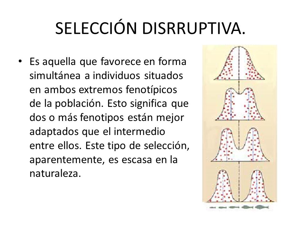 SELECCIÓN DISRRUPTIVA.
