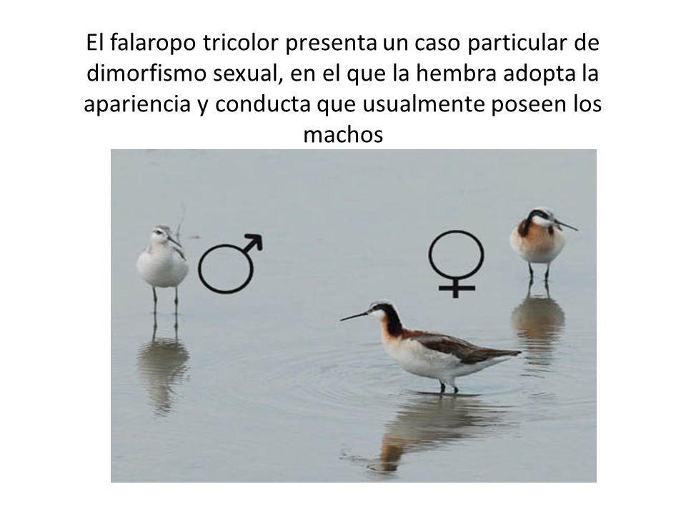 El falaropo tricolor presenta un caso particular de dimorfismo sexual, en el que la hembra adopta la apariencia y conducta que usualmente poseen los machos