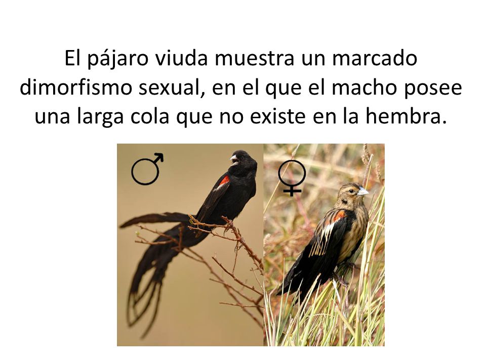 El pájaro viuda muestra un marcado dimorfismo sexual, en el que el macho posee una larga cola que no existe en la hembra.