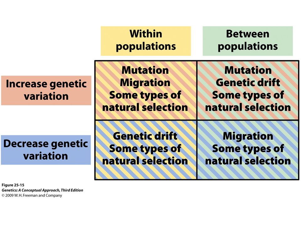 Figure Mutation, migration, genetic drift, and natural selection have different effects on genetic variation within populations and on genetic divergence between populations.