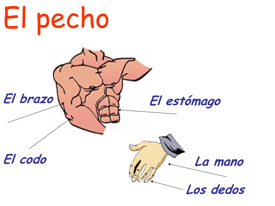 El pecho El brazo El estómago El codo La mano Los dedos