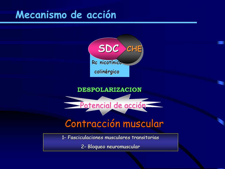 Mecanismo de acción Contracción muscular SDC CHE Potencial de acción