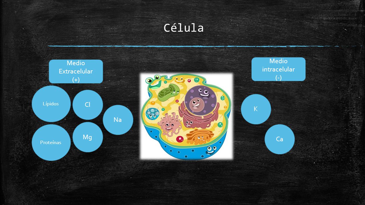 Célula Medio intracelular Medio Extracelular (-) (+) Cl K Na Mg Ca