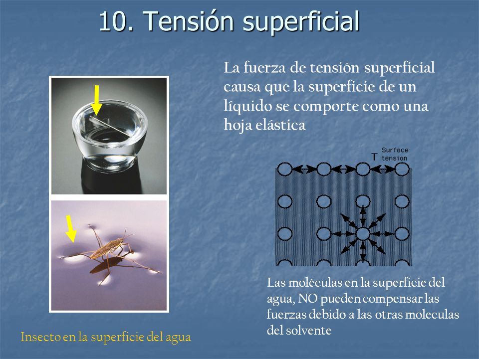 10. Tensión superficial La fuerza de tensión superficial causa que la superficie de un líquido se comporte como una hoja elástica.