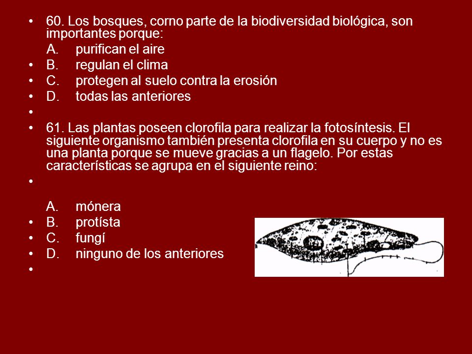 60. Los bosques, corno parte de la biodiversidad biológica, son importantes porque: