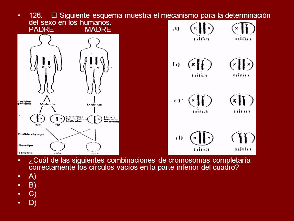 126. El Siguiente esquema muestra el mecanismo para la determinación del sexo en los humanos. PADRE MADRE