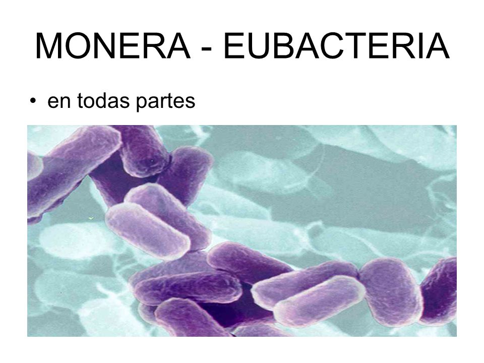 MONERA - EUBACTERIA en todas partes