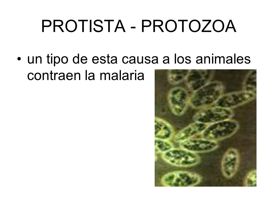 PROTISTA - PROTOZOA un tipo de esta causa a los animales contraen la malaria