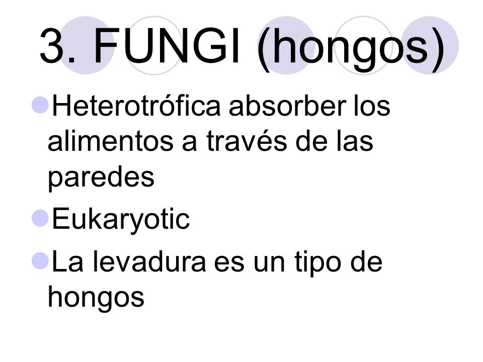 3. FUNGI (hongos) Heterotrófica absorber los alimentos a través de las paredes.