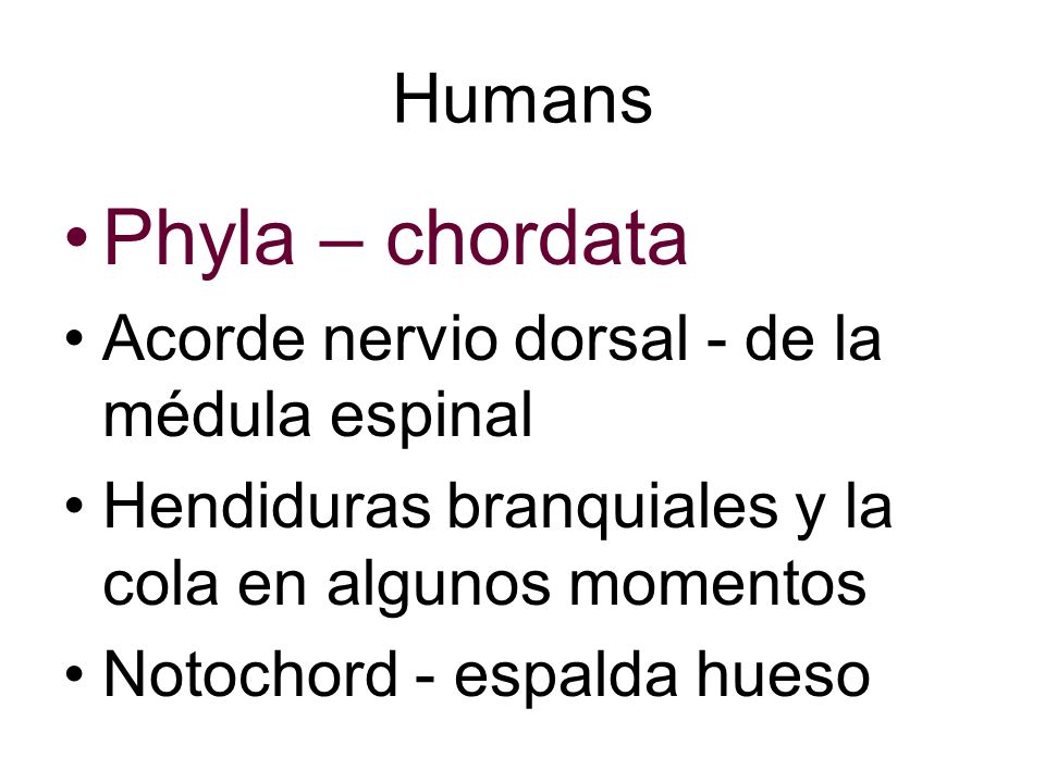 Phyla – chordata Humans Acorde nervio dorsal - de la médula espinal