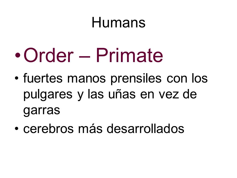 Humans Order – Primate. fuertes manos prensiles con los pulgares y las uñas en vez de garras.