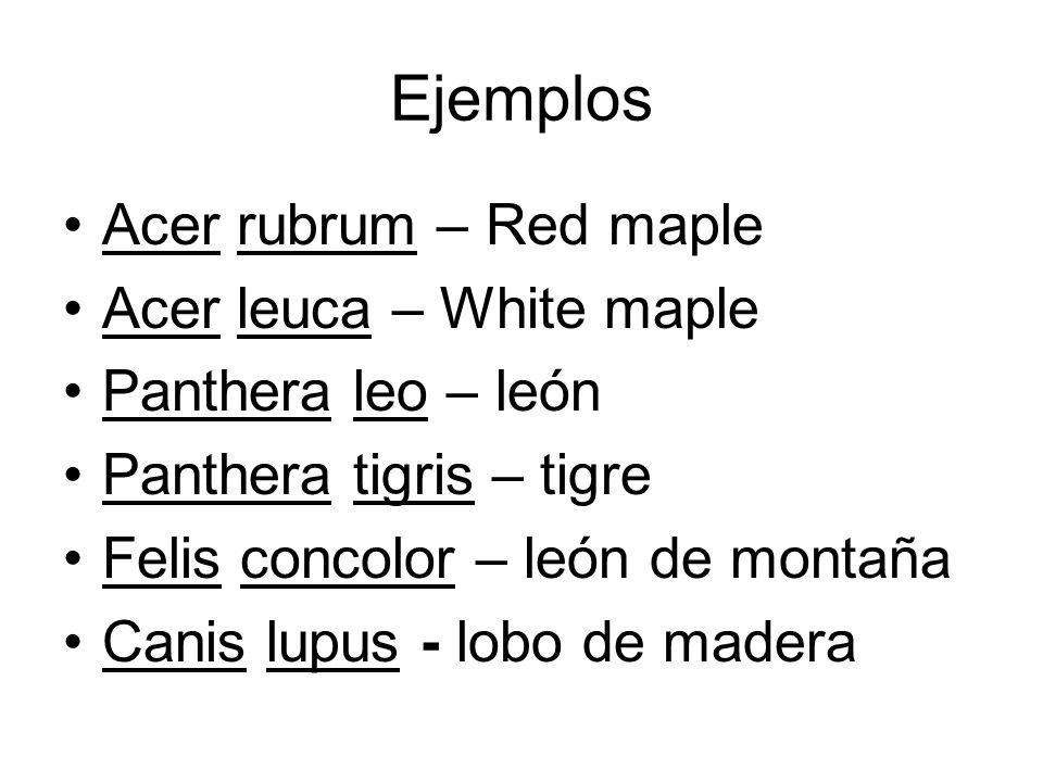 Ejemplos Acer rubrum – Red maple Acer leuca – White maple