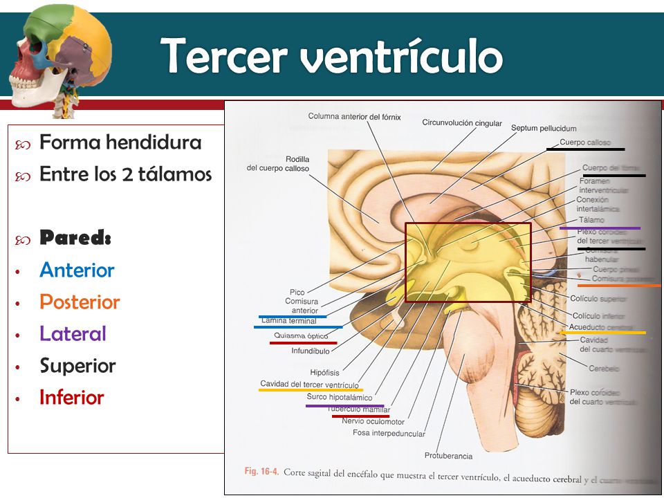 Tercer ventrículo Forma hendidura Entre los 2 tálamos Pared: Anterior