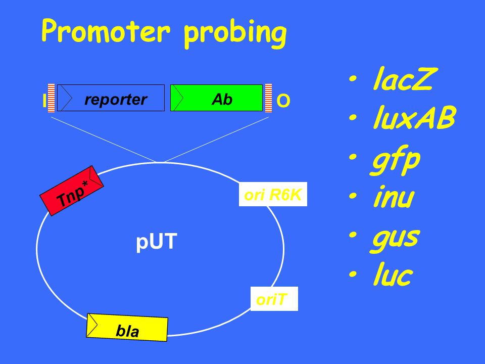 Promoter probing • lacZ • luxAB • gfp • inu • gus • luc pUT O I