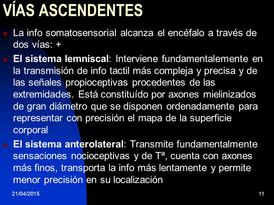 VÍAS ASCENDENTES La info somatosensorial alcanza el encéfalo a través de dos vías: +