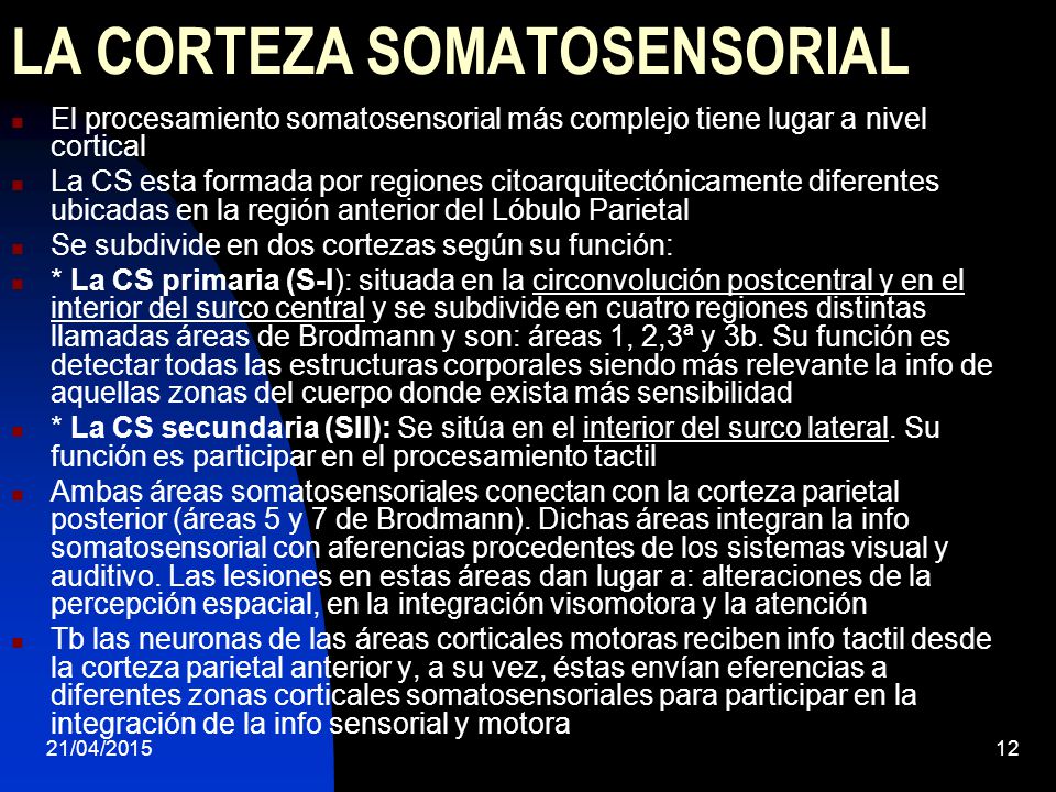LA CORTEZA SOMATOSENSORIAL