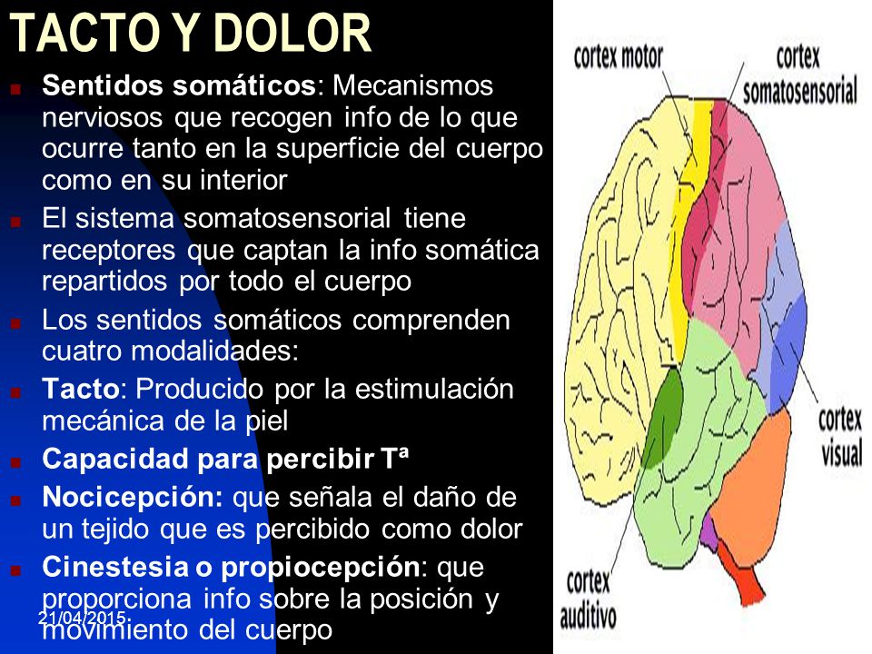 TACTO Y DOLOR Sentidos somáticos: Mecanismos nerviosos que recogen info de lo que ocurre tanto en la superficie del cuerpo como en su interior.