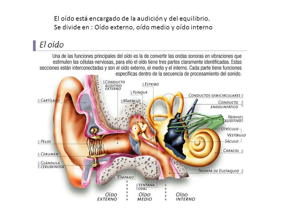 El oído está encargado de la audición y del equilibrio.