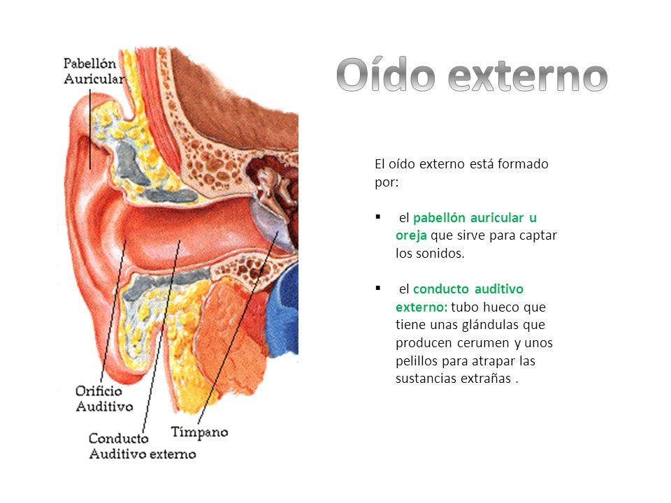 Oído externo El oído externo está formado por: