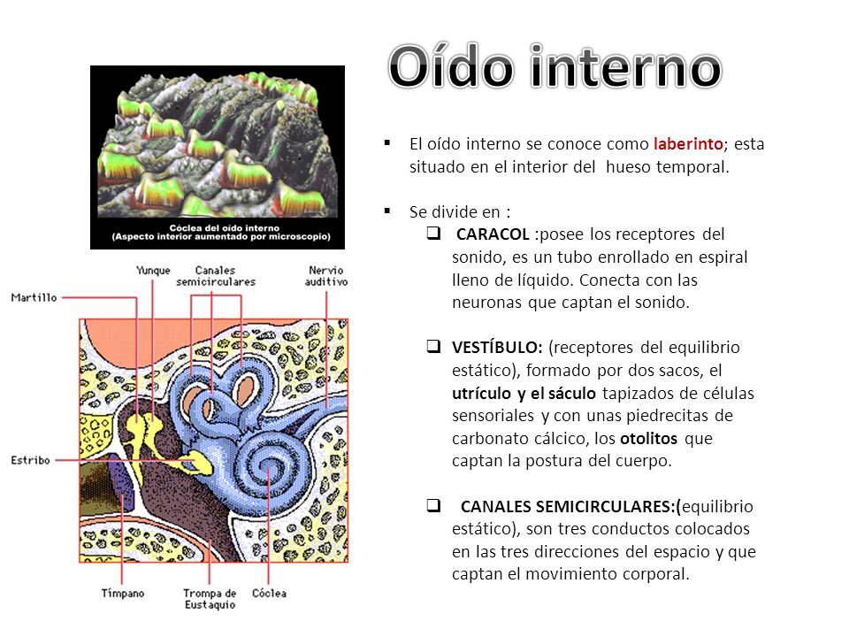 Oído interno El oído interno se conoce como laberinto; esta situado en el interior del hueso temporal.