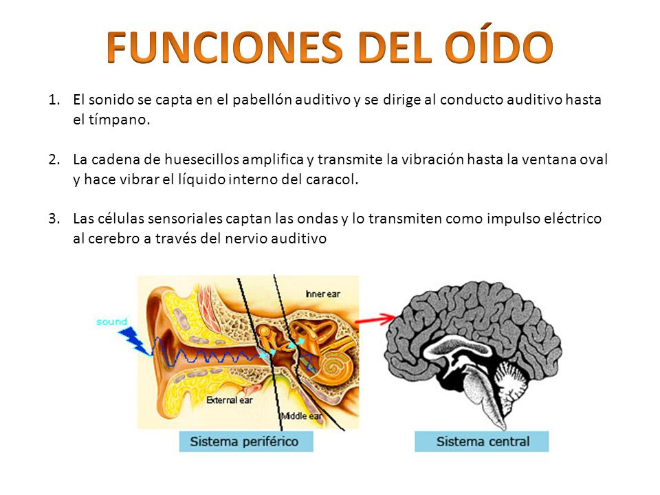 FUNCIONES DEL OÍDO El sonido se capta en el pabellón auditivo y se dirige al conducto auditivo hasta el tímpano.