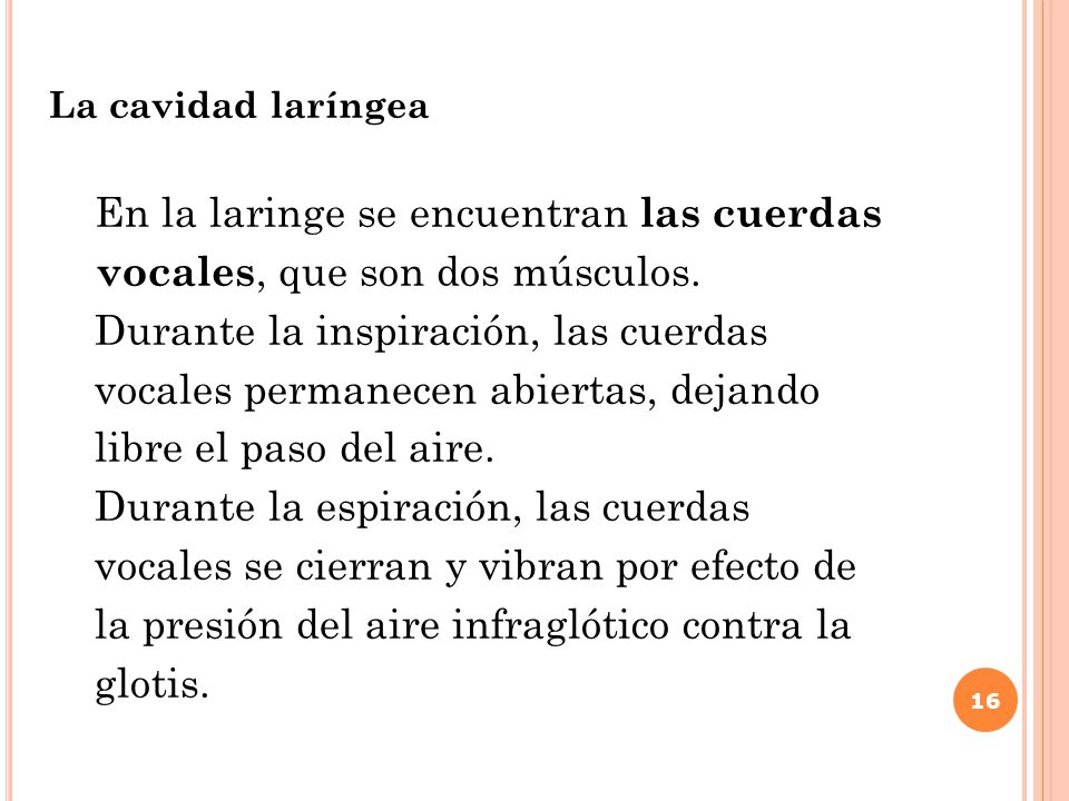 En la laringe se encuentran las cuerdas vocales, que son dos músculos.