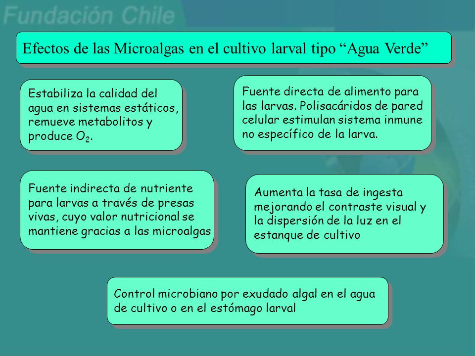 Efectos de las Microalgas en el cultivo larval tipo Agua Verde