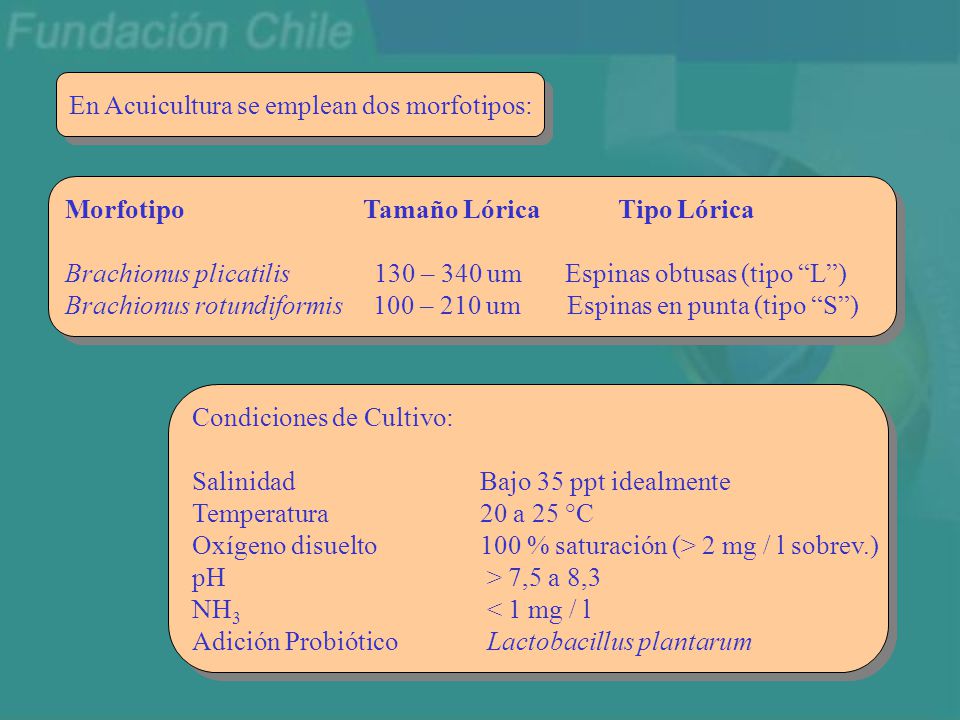 En Acuicultura se emplean dos morfotipos: