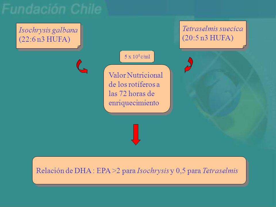 Relación de DHA : EPA >2 para Isochrysis y 0,5 para Tetraselmis