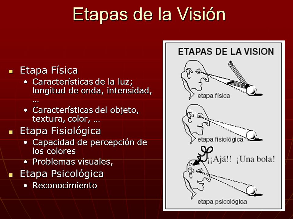 Etapas de la Visión Etapa Física Etapa Fisiológica Etapa Psicológica