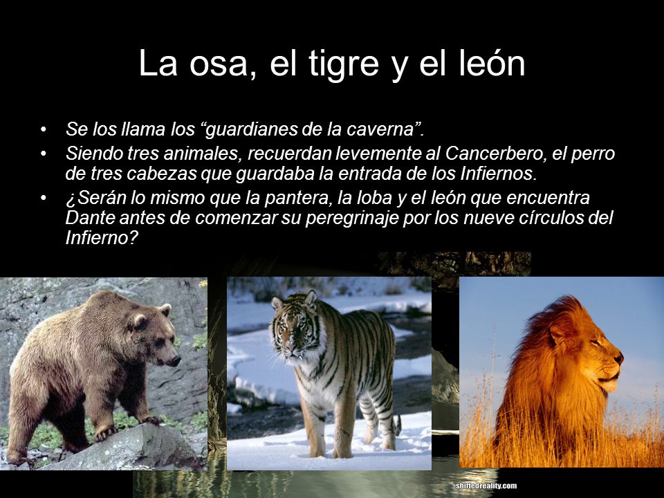 La osa, el tigre y el león Se los llama los guardianes de la caverna .