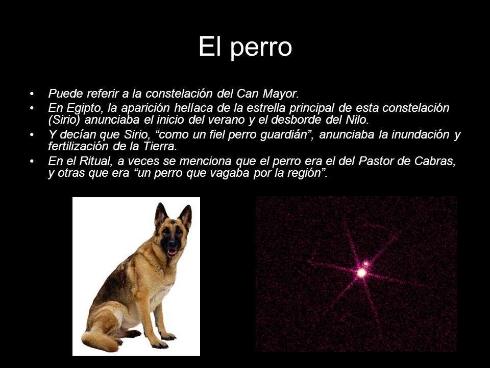 El perro Puede referir a la constelación del Can Mayor.