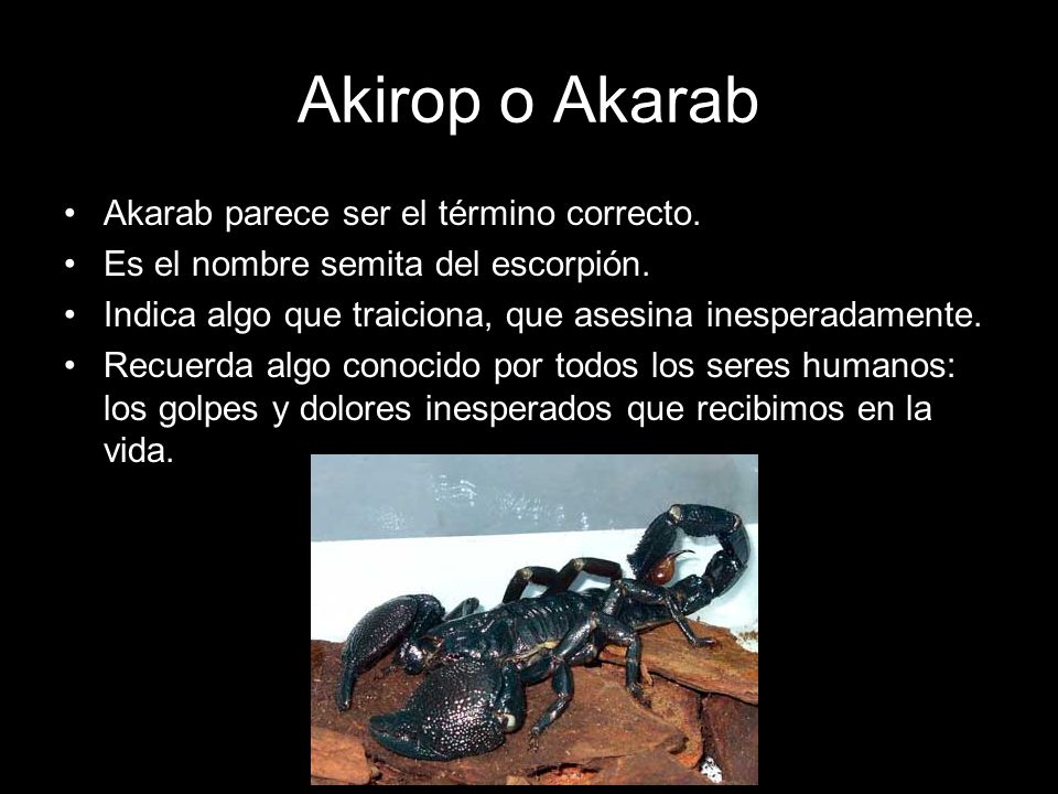 Akirop o Akarab Akarab parece ser el término correcto.