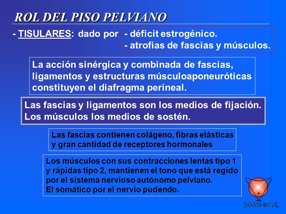 ROL DEL PISO PELVIANO ROL DEL PISO PELVIANO - TISULARES: dado por