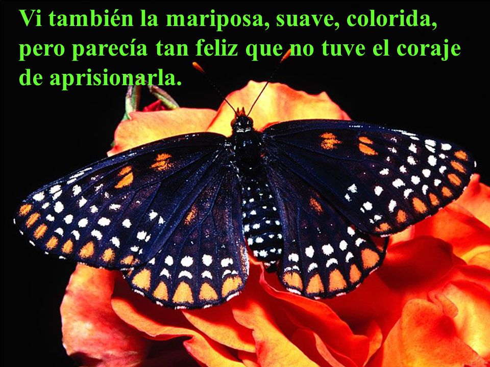 Vi también la mariposa, suave, colorida, pero parecía tan feliz que no tuve el coraje de aprisionarla.
