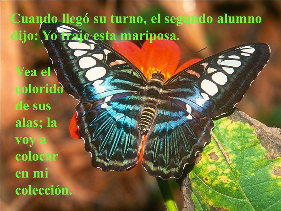 Cuando llegó su turno, el segundo alumno dijo: Yo traje esta mariposa.