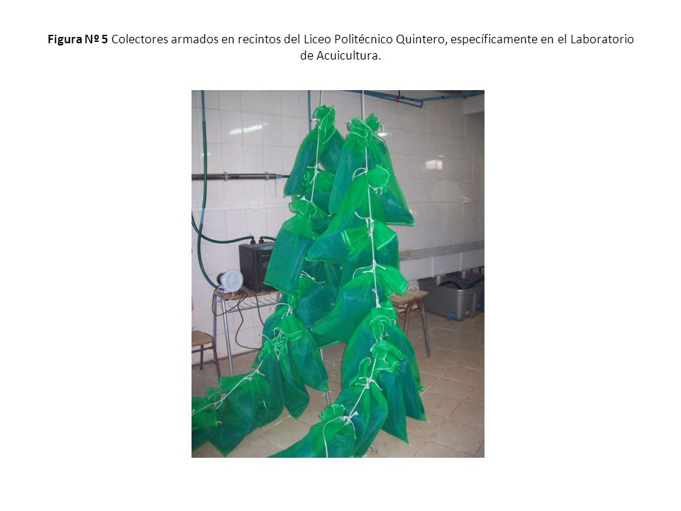Figura Nº 5 Colectores armados en recintos del Liceo Politécnico Quintero, específicamente en el Laboratorio de Acuicultura.