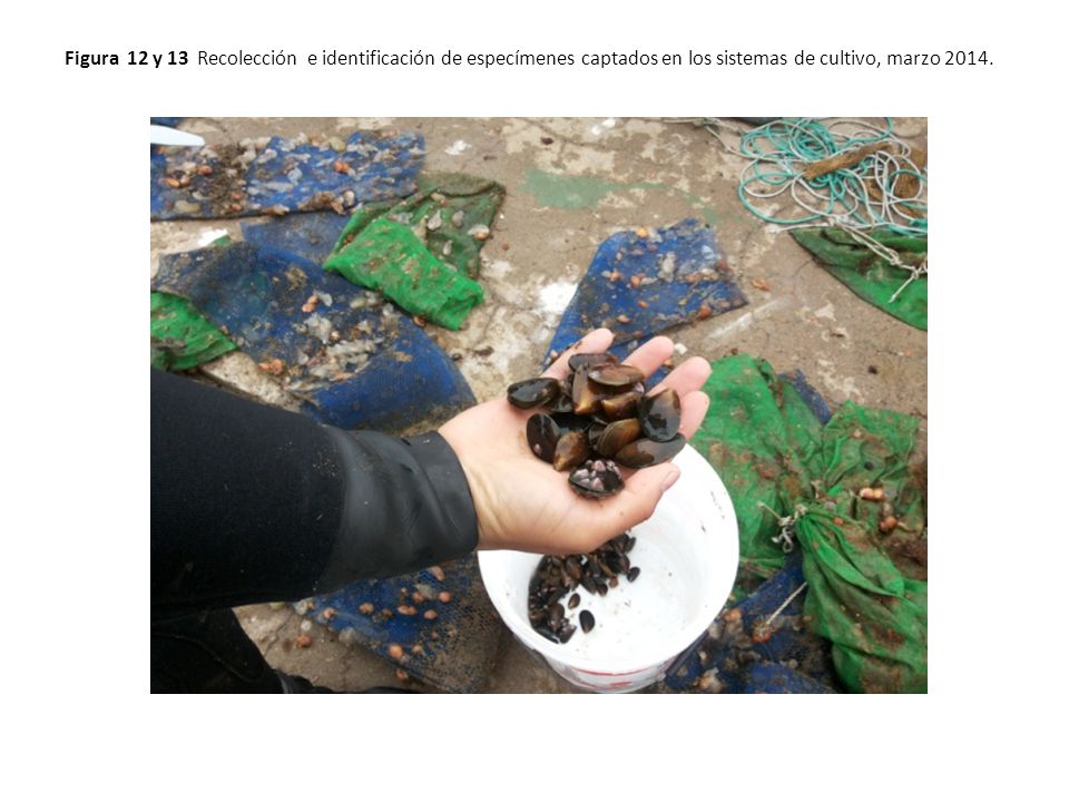 Figura 12 y 13 Recolección e identificación de especímenes captados en los sistemas de cultivo, marzo 2014.
